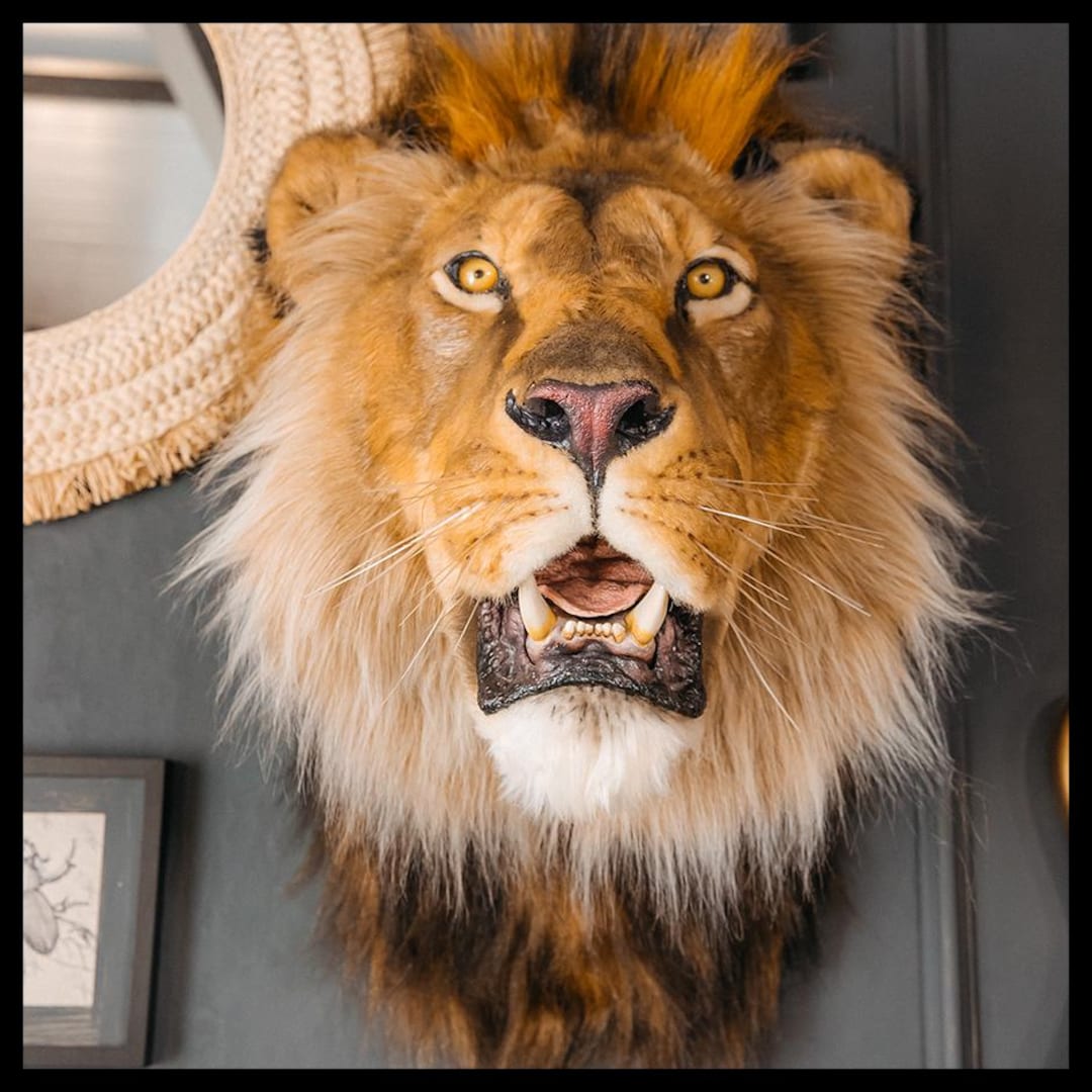Replica Taxidermy Lion Head Shoulder Wall Mount Reproduction