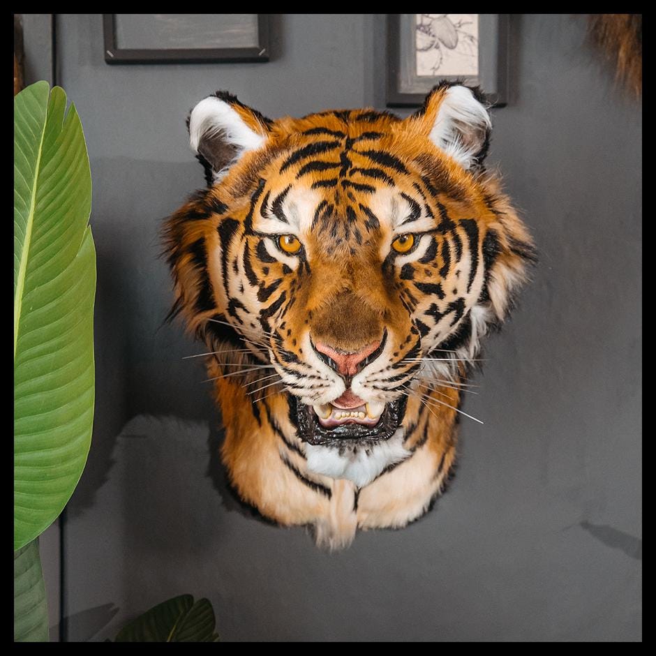 Replica Taxidermy Tiger Wall Mount Head Stuffed Shoulder Mammal
