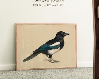 Ekstervogel Wall Art Print, antieke natuurillustratie, rustiek landelijk decor voor woonkamer, bibliotheek, kantoor of cadeau-idee voor vogelspotters