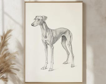 Lámina artística con boceto de perro Whippet, elegante lámina artística canina, ilustración vintage de galgo, decoración minimalista de pared con Whippet para el hogar y la oficina.