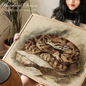 Op de afbeelding: Ingelijste wandkunst met een gedetailleerde illustratie van een opgerolde slang op een rots. De slang heeft een bruin en beige patroon. Het kunstwerk is geplaatst tegen een neutrale achtergrond met de tekst "Sundried Season HIGH QUALITY WALL ART".