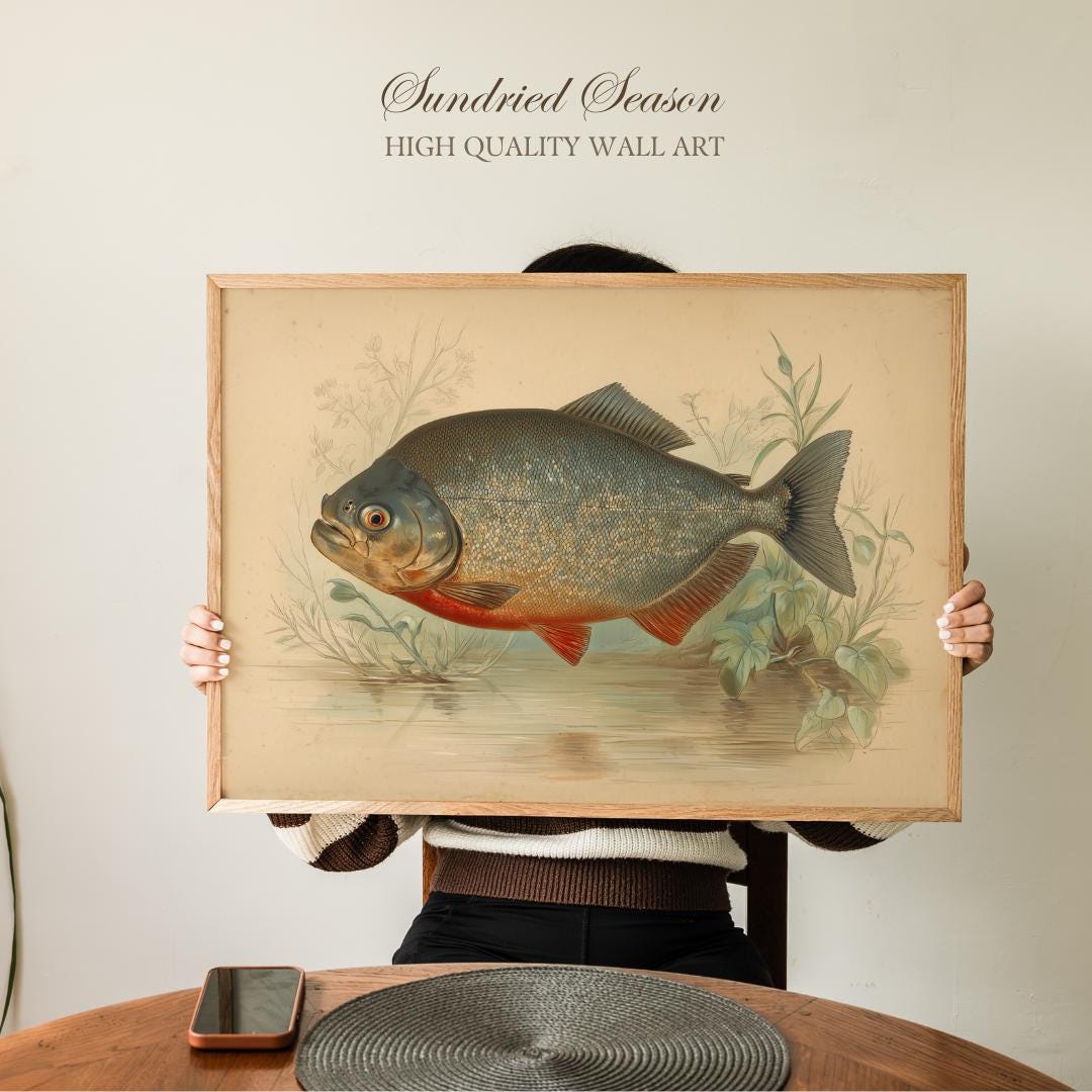 Red Bellied Piranha Illustration Print, Native to the Amazon in