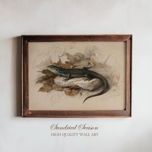 May include: A framed vintage print showing a detailed illustration of a lizard. The lizard, with green and blue hues, rests on a rock amidst autumn leaves. The artwork is set against a neutral background, framed in a dark wood.