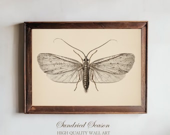 Lámina ilustrativa vintage de tricópteros, arte mural de entomología científica, póster de insectos de historia natural para el hogar campestre, la biblioteca o la oficina.