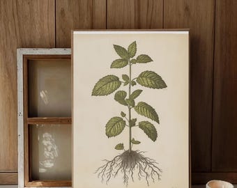Puede incluir: Impresión botánica vintage de una planta con hojas verdes y un sistema de raíces detallado. La obra de arte está enmarcada en un marco de madera marrón y colocada sobre un fondo de madera. La impresión tiene un aspecto envejecido.