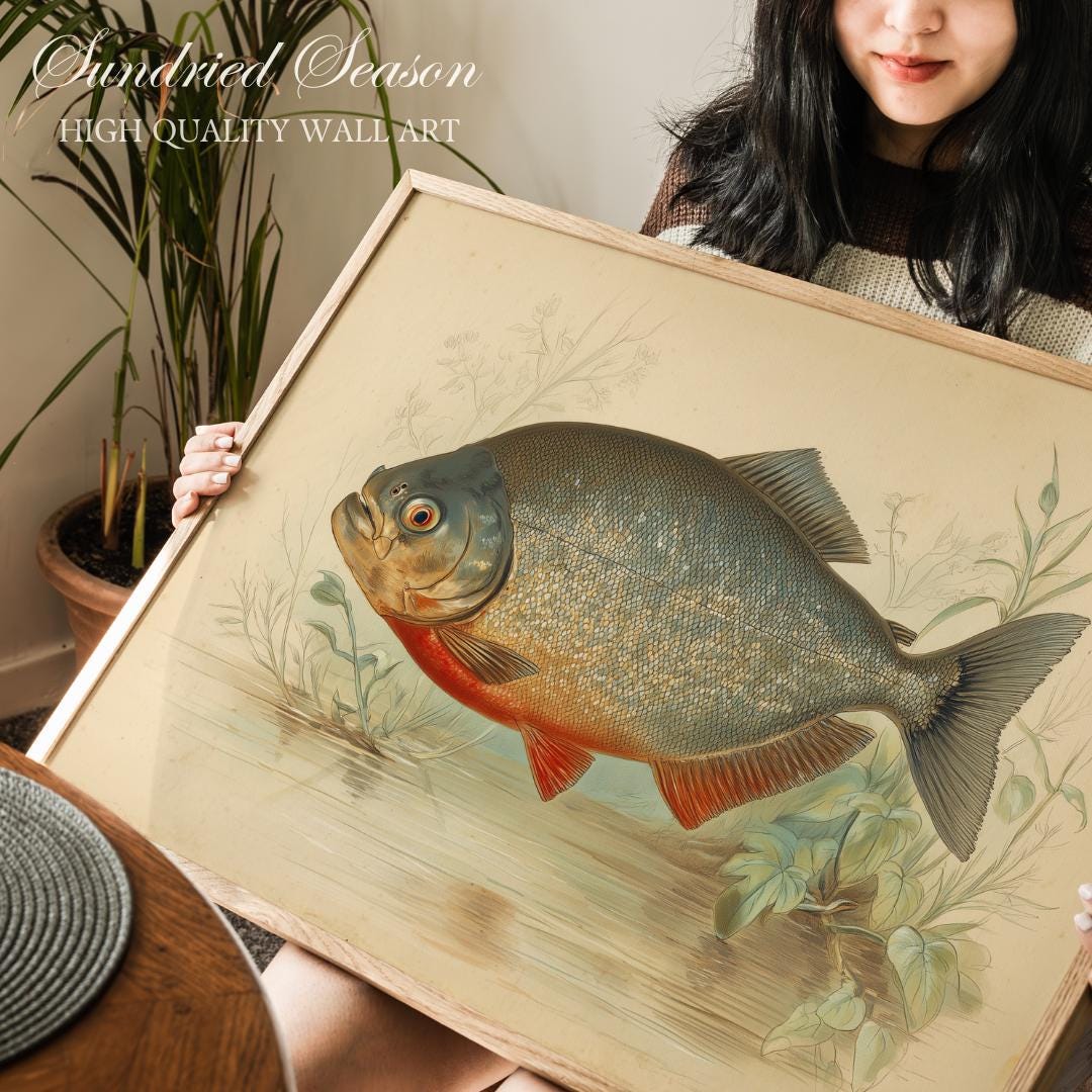 Red Bellied Piranha Illustration Print, Native to the Amazon in