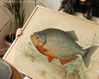 Red Bellied Piranha Illustration Print, Native to the Amazon in