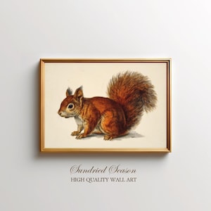 May include: A framed print of a squirrel illustration. The squirrel is depicted with reddish-brown fur and a large, fluffy tail. The artwork is set against a cream background and enclosed in a gold-coloured frame. The text "Sundried Season HIGH QUALITY WALL ART" is at the bottom.
