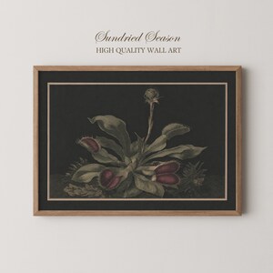 Op de afbeelding: Een ingelijste wandkunstprint met een botanische illustratie van een Venusvliegenvanger met groene bladeren en roodachtige vallen tegen een donkere achtergrond. De tekst Sundried Season HIGH QUALITY WALL ART staat boven de houten lijst.