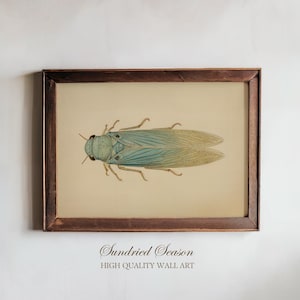 Op de afbeelding: Ingelijste vintage insectenillustratie. Het kunstwerk toont een gedetailleerde afbeelding van een cicade in blauwe en bruine tinten, tegen een crèmekleurige achtergrond. De lijst is donkerbruin. De tekst "Sundried Season" en "HIGH QUALITY WALL ART" staat onderaan.