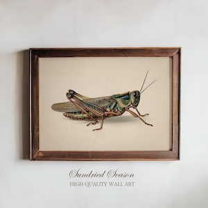 May include: A framed vintage print showing a detailed illustration of a grasshopper. The insect is rendered in green, brown, and blue hues, set against a cream background. The frame is dark brown. The text "Sundried Season HIGH QUALITY WALL ART" is at the bottom.