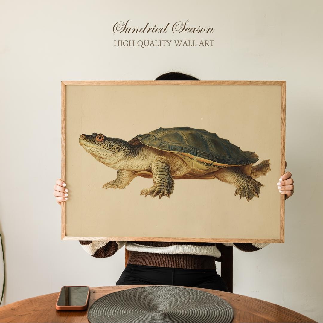 Softshell Drawing Antique Softshell Turtle Drawing Print, Rare Aquatic Reptile in Natural ...