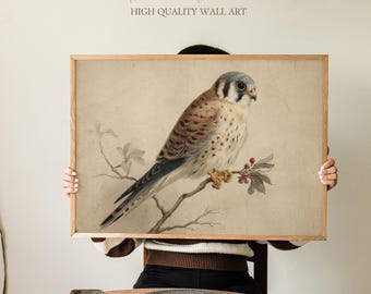 Lámina artística con ilustración vintage de un cernícalo, estudio de halcón naturalista, estilo cottagecore botánico, decoración clásica de pared con fauna silvestre para el hogar campestre.