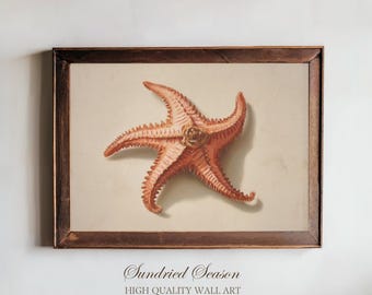 Vintage Starfish Illustration Art Print, Antique Marine Biology Sea Creature Poster, Nautical Coastal Decor for Bathroom or Beach House