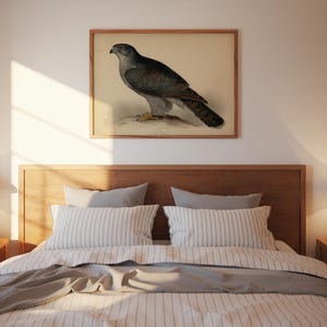 Impresión artística vintage de azor, ave rapaz, ilustración de cetrería antigua, decoración rústica de pared para cabañas, albergues o como regalo para amantes de la naturaleza. imagen 6