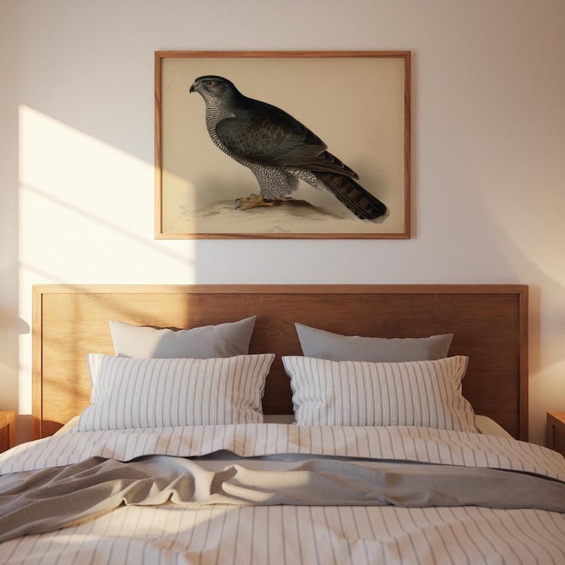 Impresión artística vintage de azor, ave rapaz, ilustración de cetrería antigua, decoración rústica de pared para cabañas, albergues o como regalo para amantes de la naturaleza. imagen 6