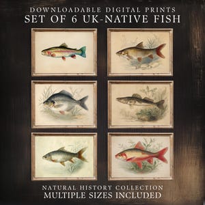 May include: A set of six framed digital prints displaying vintage illustrations of UK-native fish. Each print features a different fish species, with detailed artwork and natural colours. Part of a natural history collection.