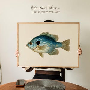 Vintage Bluegill Fish Art Print, Freshwater Sunfish Scientific Illustration, Rustic Fishing Lodge Wall Decor for Lake Cabin or Country Home