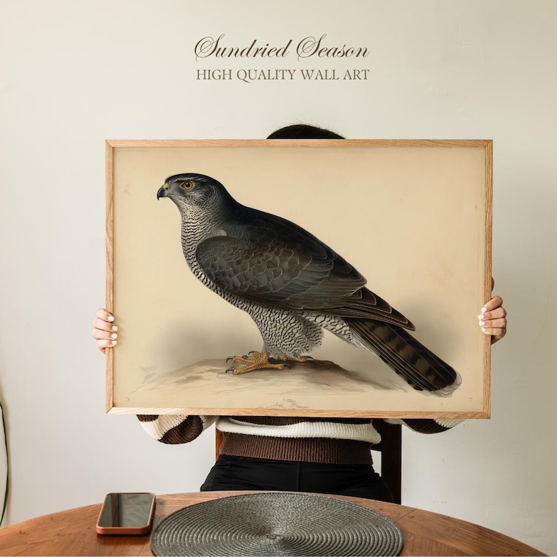 Impresión artística vintage de azor, ave rapaz, ilustración de cetrería antigua, decoración rústica de pared para cabañas, albergues o como regalo para amantes de la naturaleza. imagen 2
