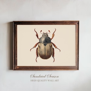 Vintage June Bug Illustration Print, Scientific Beetle Entomology Wall Art, Natural History Insect Poster for Office, or Gothic Home Decor