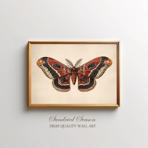 Puede incluir: Una impresión enmarcada que presenta una ilustración detallada de una gran polilla con alas de color marrón rojizo, marcas negras y crema, y un fondo color crema. El marco es dorado. El texto "Sundried Season" y "HIGH QUALITY WALL ART" está en la parte inferior.