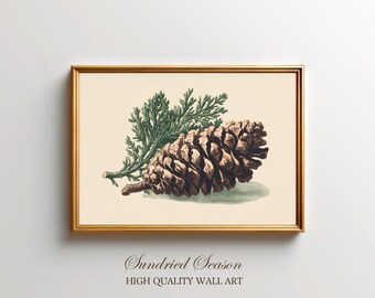 Może przedstawiać: Oprawiony botaniczny nadruk przedstawiający szczegółową ilustrację szyszki i gałązki wiecznie zielonej. Grafika jest osadzona na kremowym tle i oprawiona w złoto. Tekst "Sundried Season" i "HIGH QUALITY WALL ART" znajduje się na dole.