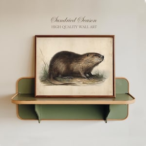 Op de afbeelding: Een ingelijste vintage prent van een bever, tegen een neutrale achtergrond. Het kunstwerk toont een gedetailleerde illustratie van de bever in bruin- en beigetinten, met subtiele groene grasaccenten. De tekst "Sundried Season, High Quality Wall Art" staat boven het frame.