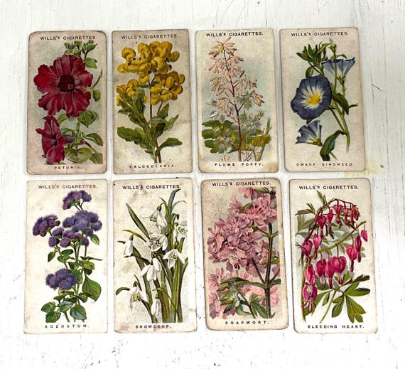 Wills's Cigarettes Old English Garden Flowers Collector Cards (1911) 8 cards