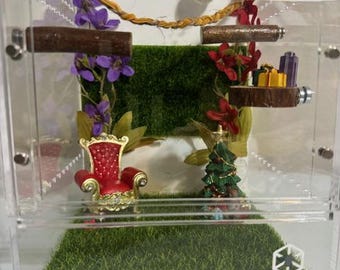 Decorated Jumping Spider Enclosure