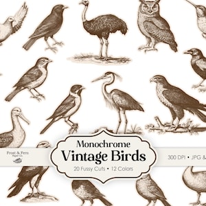 Vintage vogels kieskeurige stekjes | Inktrubberstempel | Natuurjunkdagboek | Plakboeken | Collage | Dierlijke verschijnselen | Afdrukbare digitale download