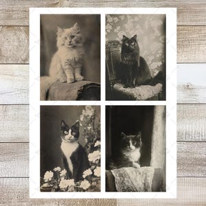 K&ouml;nnte beinhalten: Ein Sepia-Druck mit vier Vintage-Portr&auml;ts von Katzen. Die Katzen sind in verschiedenen Posen und Farben dargestellt, darunter eine flauschige wei&szlig;e Katze, eine schwarze Katze und eine schwarz-wei&szlig;e Katze. Die Portr&auml;ts sind in einem Raster angeordnet.