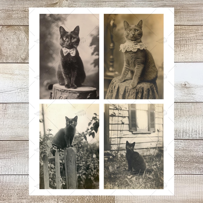 K&ouml;nnte beinhalten: Ein Vintage-Druck mit vier Schwarz-Wei&szlig;-Fotografien von Katzen. Eine Katze tr&auml;gt eine Fliege, eine andere einen Spitzenkragen. Die anderen beiden Katzen sind im Freien, eine auf einem Zaunpfosten und die andere im Gras.