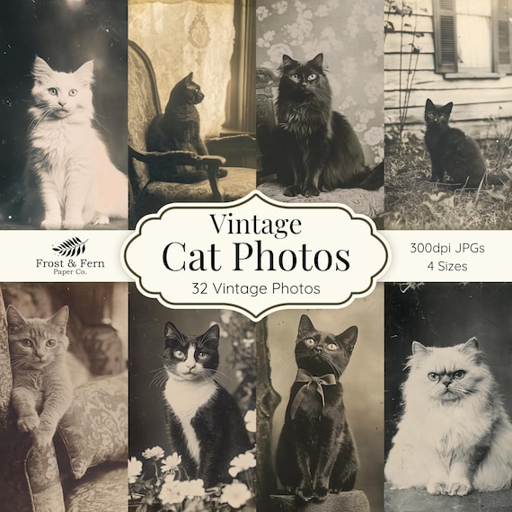Vintage Cat Photo Ephemera | Printable Kitten Pictures (Digital Download)
