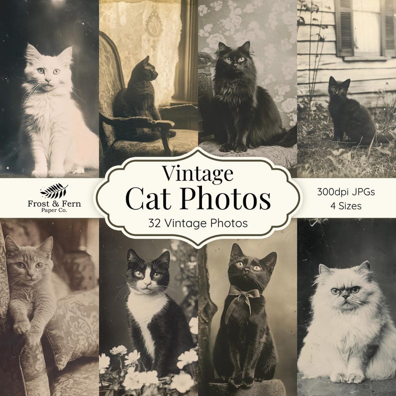K&ouml;nnte beinhalten: Eine Sammlung von Vintage-Schwarz-Wei&szlig;-Katzenfotos. Die Bilder zeigen verschiedene Katzenrassen in unterschiedlichen Posen, mit dem Text "Vintage Cat Photos" und "32 Vintage Photos". Die Fotos sind in 4 Gr&ouml;&szlig;en und 300dpi JPGs erh&auml;ltlich.
