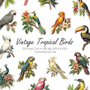 Pássaros tropicais vintage cortes exigentes | Diário de lixo vintage | Clipart | Álbum de recortes | Florais da selva | Pássaros efêmeros | Download digital para impressão