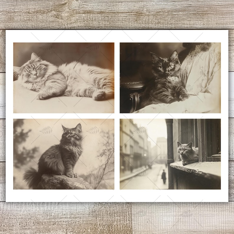 K&ouml;nnte beinhalten: Ein Sepia-Druck mit vier Vintage-Fotografien von Katzen. Eine Katze liegt, eine andere sitzt und zwei sind drau&szlig;en. Die Bilder haben eine klassische, antike &Auml;sthetik.