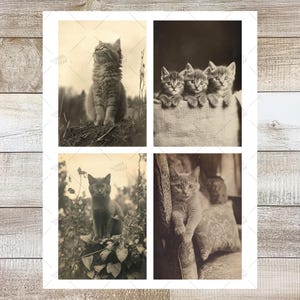 K&ouml;nnte beinhalten: Eine Sepia-Collage mit vier Vintage-Fotografien von Katzen. Ein Bild zeigt eine flauschige Katze, die aufrecht sitzt, ein anderes zeigt drei K&auml;tzchen in einem Korb, und die anderen beiden zeigen Katzen im Freien. Die Bilder sind auf einer Holzoberfl&auml;che angeordnet.