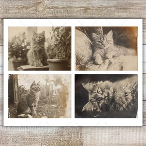 K&ouml;nnte beinhalten: Ein Sepia-Druck mit vier Vintage-Fotografien von Katzen. Die Katzen sind in verschiedenen Posen zu sehen, darunter sitzend, liegend und nach oben blickend. Die Bilder haben eine klassische, antike &Auml;sthetik, ideal f&uuml;r Katzenliebhaber und Vintage-Dekoration.