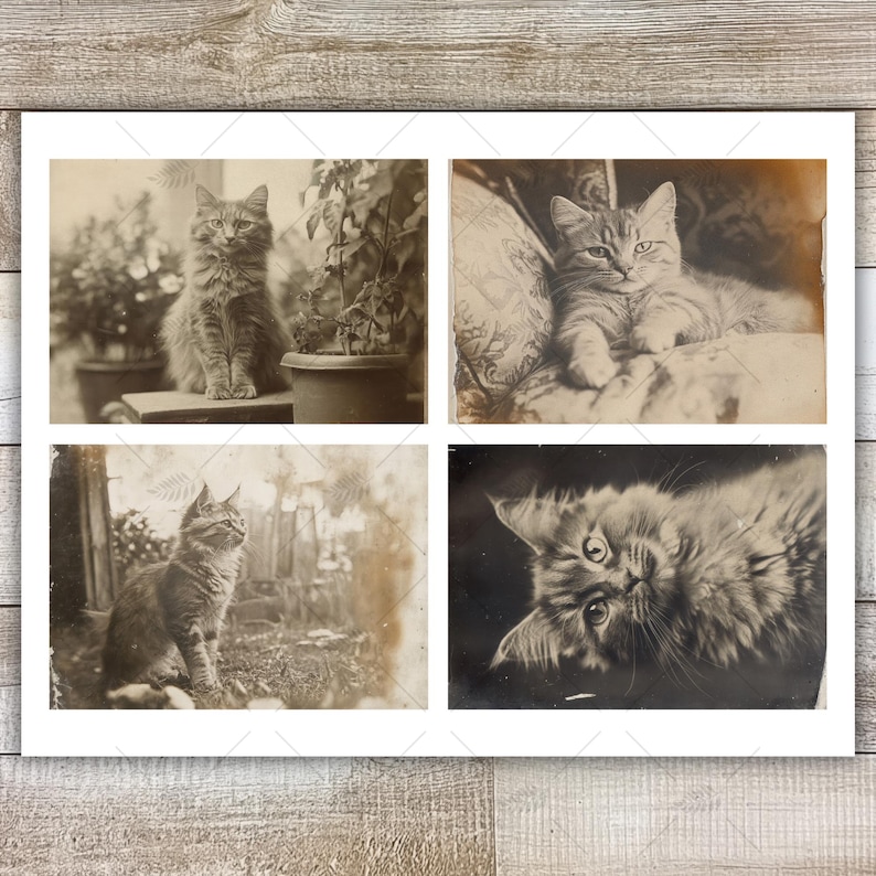 K&ouml;nnte beinhalten: Ein Sepia-Druck mit vier Vintage-Fotografien von Katzen. Die Katzen sind in verschiedenen Posen zu sehen, darunter sitzend, liegend und nach oben blickend. Die Bilder haben eine klassische, antike &Auml;sthetik, ideal f&uuml;r Katzenliebhaber und Vintage-Dekoration.