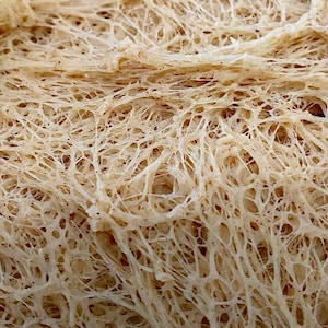 200+ yr Old San Francisco Sourdough Starter: Organic, Live, Dehydrated image 4