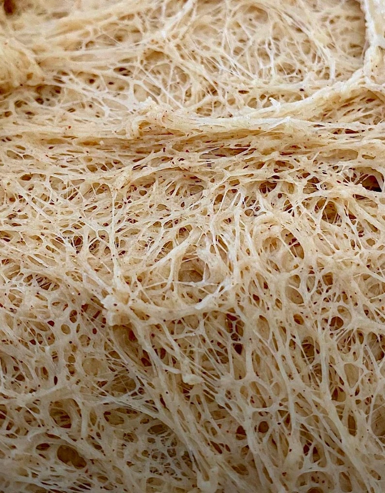 200+ yr Old San Francisco Sourdough Starter: Organic, Live, Dehydrated image 4