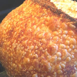 200+ yr Old San Francisco Sourdough Starter: Organic, Live, Dehydrated image 3