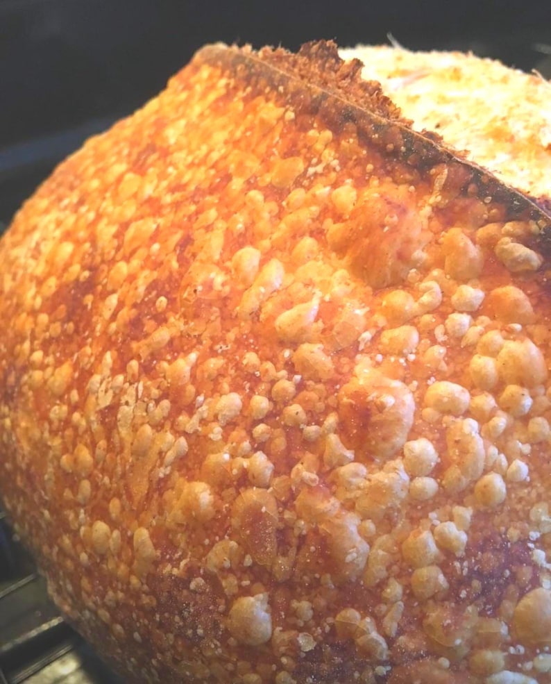 200+ yr Old San Francisco Sourdough Starter: Organic, Live, Dehydrated image 3