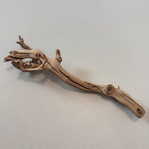 Natural grapevine branch