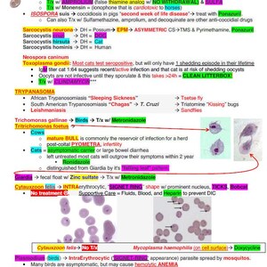 May include: A colorful chart with text and diagrams about protozoa, coccidia, eimeria, isospora, toxoplasma, trypanosoma, trichomonas, giardia, cytauxzoon, mycoplasma, histomonas, and plasmodium. The chart includes information about the diseases caused by these parasites, their life cycles, and treatment options.