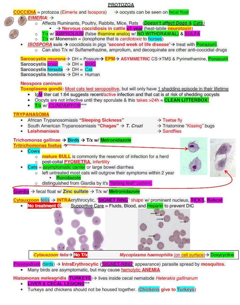May include: A colorful chart with text and diagrams about protozoa, coccidia, eimeria, isospora, toxoplasma, trypanosoma, trichomonas, giardia, cytauxzoon, mycoplasma, histomonas, and plasmodium. The chart includes information about the diseases caused by these parasites, their life cycles, and treatment options.