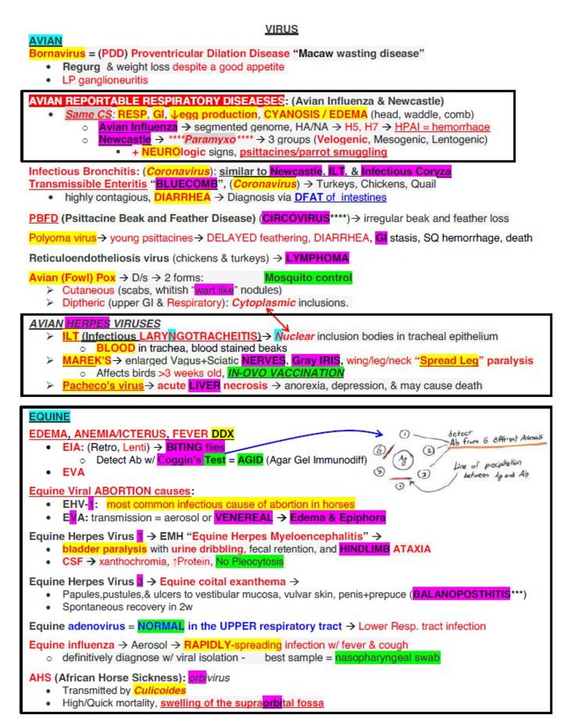 May include: A white board with handwritten notes about avian and equine viruses. The notes include information about symptoms, causes, and treatments. The notes are organized by species and disease.