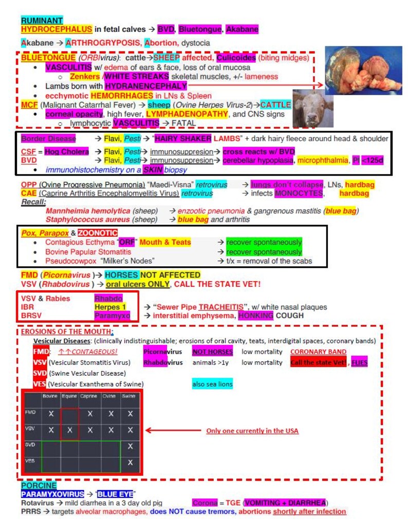 May include: A chart with a red border outlining the different types of diseases that affect ruminants, horses, and swine. The chart includes the names of the diseases, the causative agents, and the symptoms. The chart also includes information about the treatment and prevention of these diseases.
