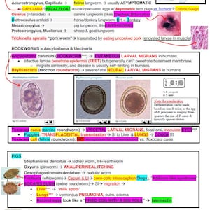 Puede incluir: Un gráfico con ilustraciones de diferentes tipos de gusanos parásitos, incluyendo gusanos redondos, anquilostomas y tricocéfalos. El gráfico incluye información sobre los ciclos de vida de los gusanos, los síntomas y el tratamiento. El gráfico también incluye información sobre los diferentes tipos de animales que pueden ser infectados por estos gusanos.