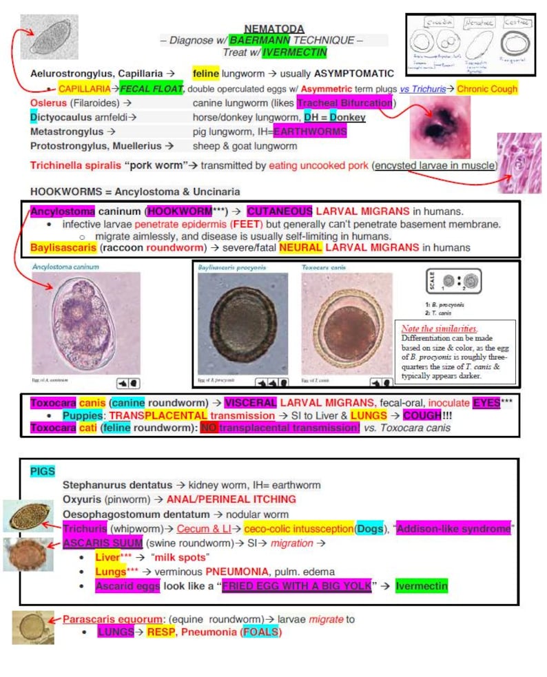 May include: A chart with illustrations of different types of parasitic worms, including roundworms, hookworms, and whipworms. The chart includes information about the worms' life cycles, symptoms, and treatment. The chart also includes information about the different types of animals that can be infected by these worms.